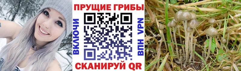 Галлюциногенные грибы Psilocybine cubensis  Заречный 